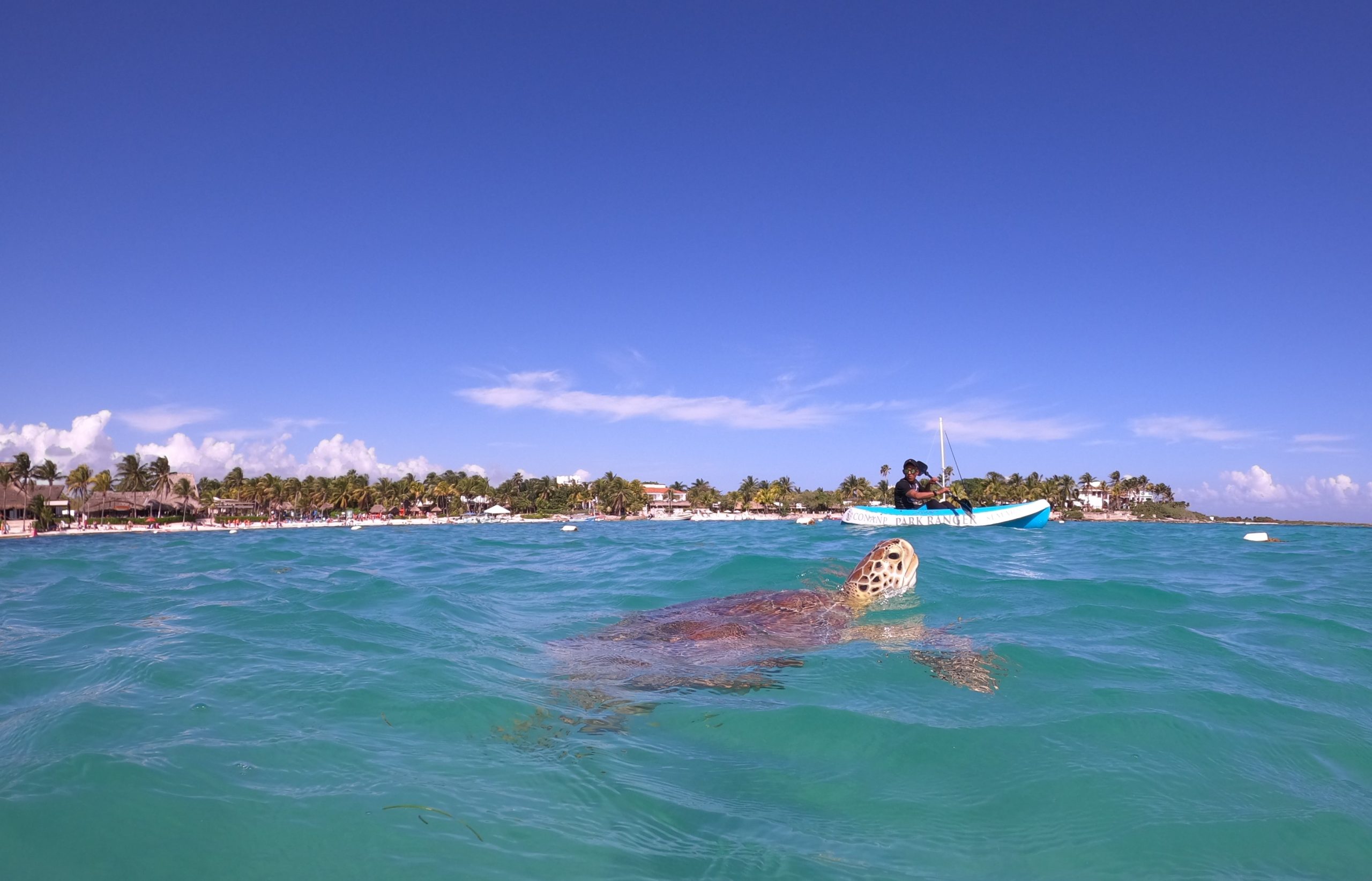 Tulum Tortues cenote